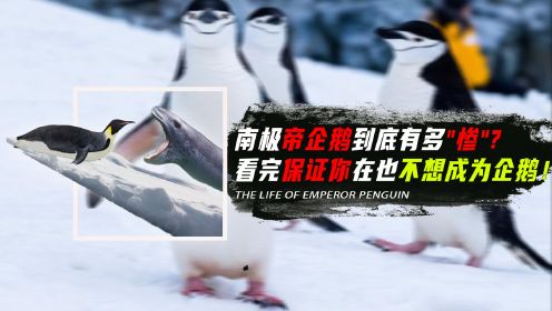 南极企鹅的一生为何如此悲惨？看完保证你不会在想成为企鹅！
