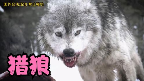 荒山野狼泛滥，猎犬差点被狼吃掉，老猎人进山对狼复仇！