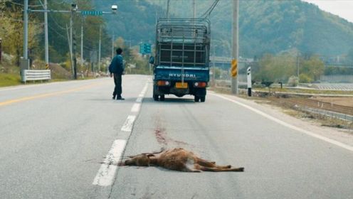 灾难电影：司机撞死一头鹿，鹿却很快活了过来，灾难开始由此发生