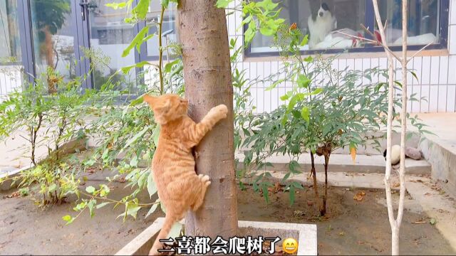 一个充满爱的小院儿和流浪猫猫狗狗的故事~