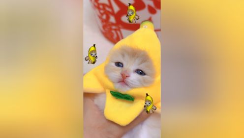 是你喜欢的香蕉小猫吗