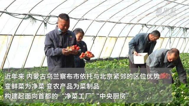 内蒙古乌兰察布:净菜进京 打造首都“大菜篮”