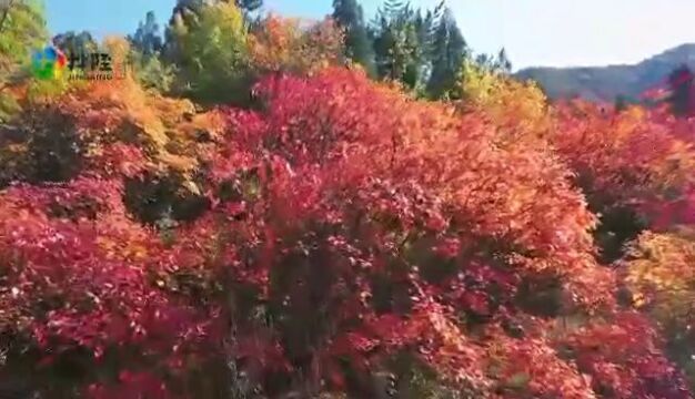 【金秋陉游季 纵情山水间】明天开幕!井陉仙台山红叶节