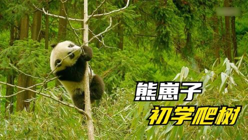 熊猫天生就喜欢爬树？刚出生的熊猫崽子刚会走路就窜上了树上！