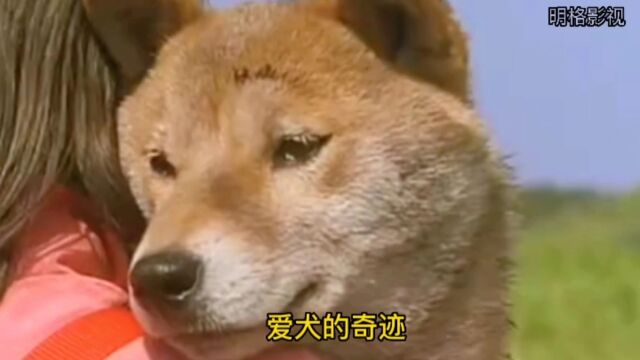 爱犬的奇迹