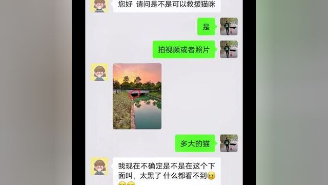 不会轻言放弃#欢子动物救援#记录猫咪日常#善待动物关爱生命#救猫 #记录猫咪日常