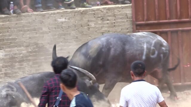 牛王太勇猛,对手招架不住了