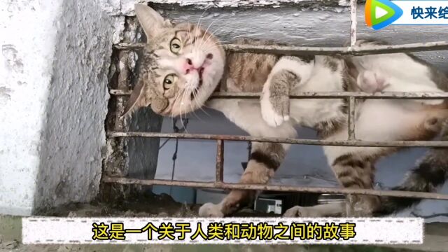 铁窗里的小猫命悬一线,救援人员不顾一切将它解救,暖心