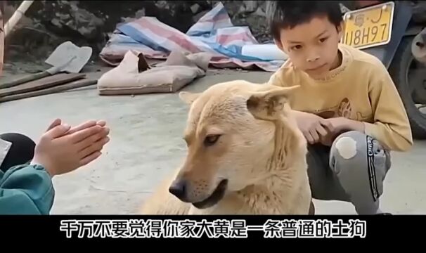 中国土狗惨遭国人嫌弃,却被国外当宝贝,为何他们如此宠幸土狗