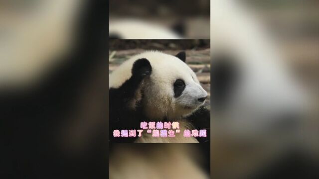 熊猫“花花”练武记:来看可爱的大熊猫和花如何保卫“饭碗”