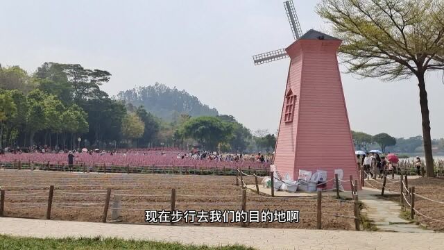 春暖花开,鲜花盛开的季节,顺峰山公园看花海