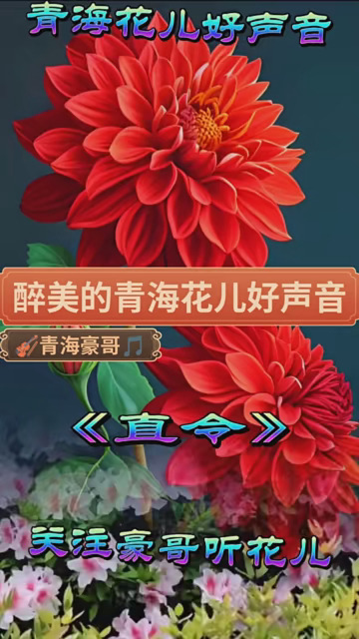 《醉美的青海花兒》