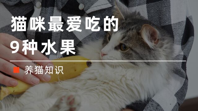 猫咪最爱吃的9种水果,第4种,我猜你喂不起!