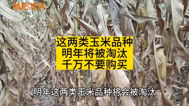 这两大类玉米品种,明年将被淘汰,尽量不要购买