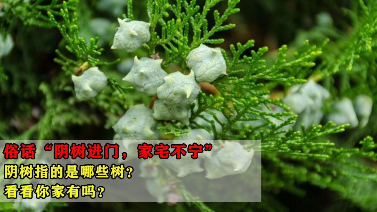 俗话“阴树进门，家宅不宁”，阴树指的是哪些树？看看你家有吗？ 腾讯视频