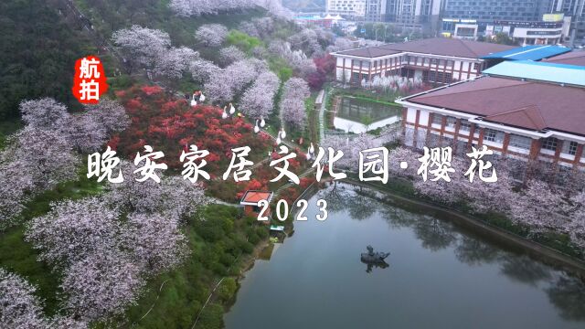 航拍长沙晚安家居文化园樱花2023,雨中初次到访,甚是惊喜