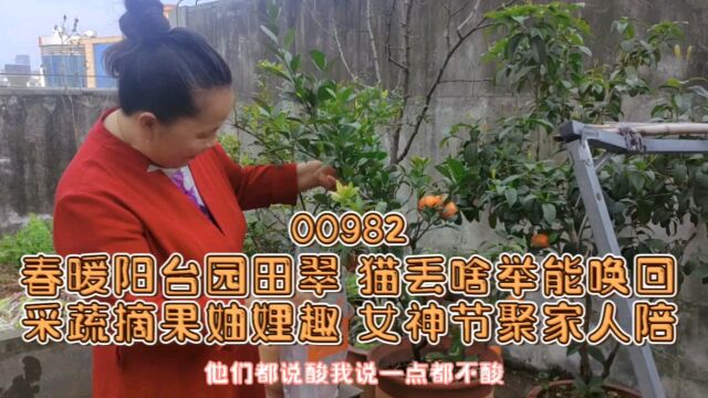 00779春暖阳台园田翠 猫丢啥举能唤回采蔬摘果妯娌趣 女神节聚家人陪