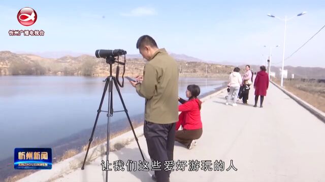 原平:天鹅栖息舞翩跹 水清山秀生态美