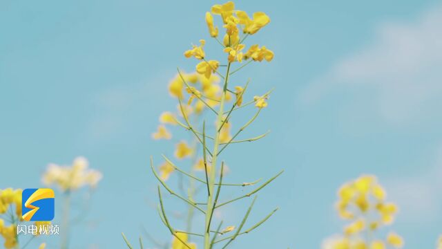 相约省旅发大会丨藏在山东美景里的“中国式”浪漫