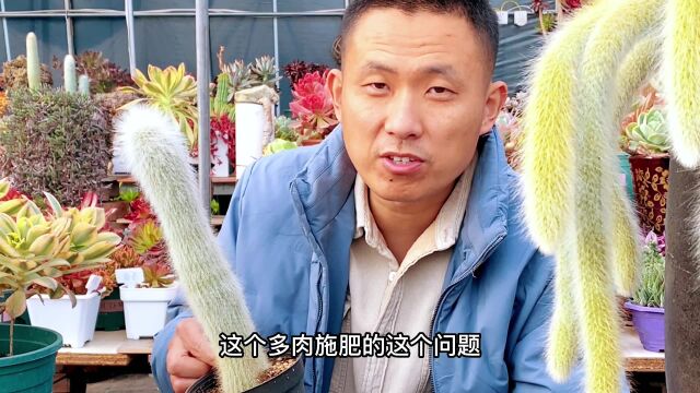 多肉植物到底能不能施肥?这个观点对不对?