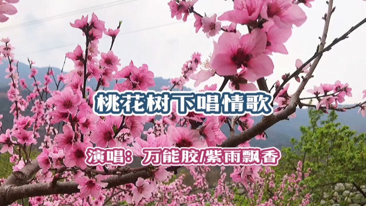 桃花树下等你来简谱图片