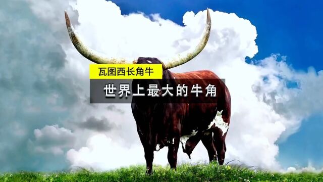 瓦图西长角牛拥有世界上最大的牛角,堪称牛中牛魔王#科普 #奇妙的动物