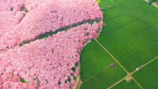 这里不是日本,而是中国贵州平坝,70万株樱花盛开,不比日本差