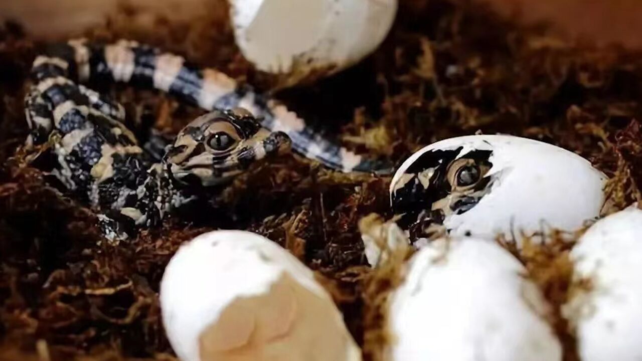 男子偷扬子鳄保护区内24枚鳄鱼蛋获刑:以为是秧鸡子蛋,食用时发现已