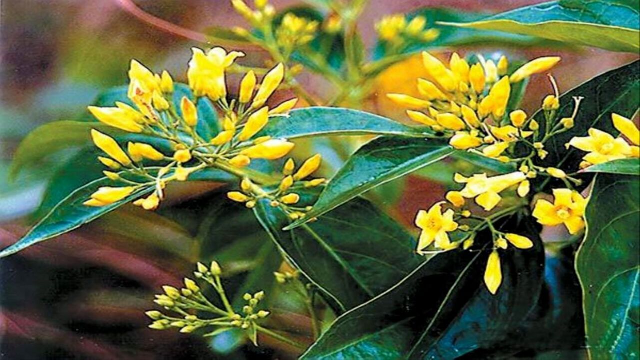 误食"断肠草"引发悲剧,医生提醒:食用药材需仔细辨别