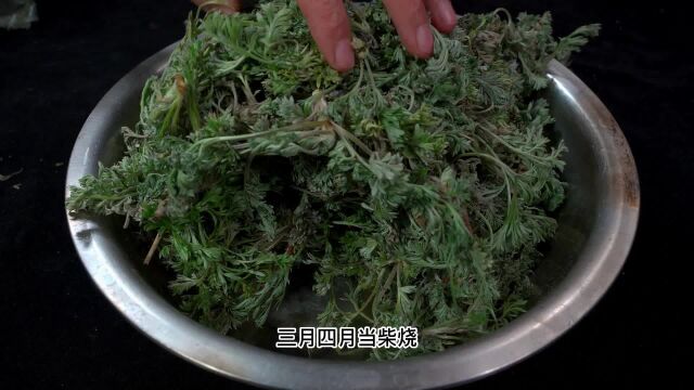 正月茵陈二月蒿,五月六月只能当柴烧,春天野菜白蒿美味好吃做法