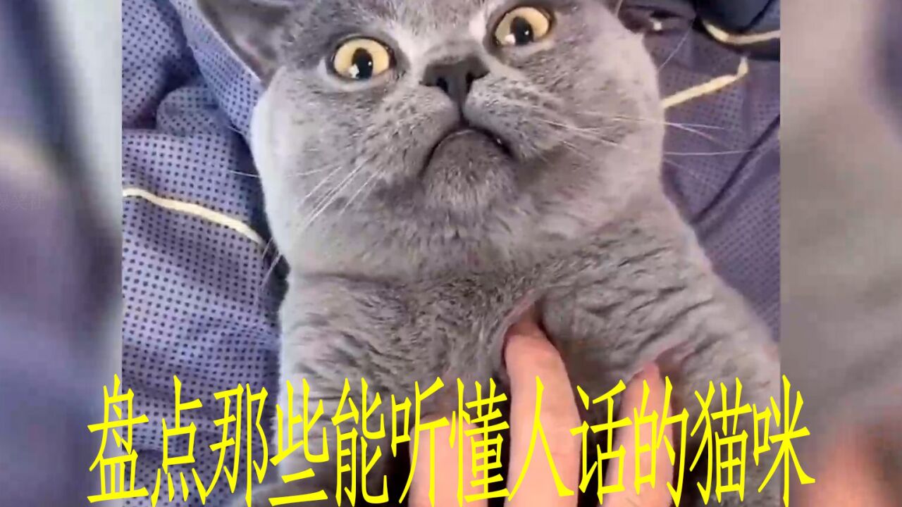 盘点那些能听懂人话的猫咪，都成精了，太有灵性了#萌宠_腾讯视频