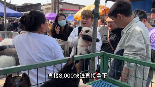 8000块钱的“熊猫狗”,小伙毫不废话直接拿下,还真是财大气粗呀