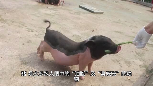 冷知识:关于猪猪的冷知识你知道吗?