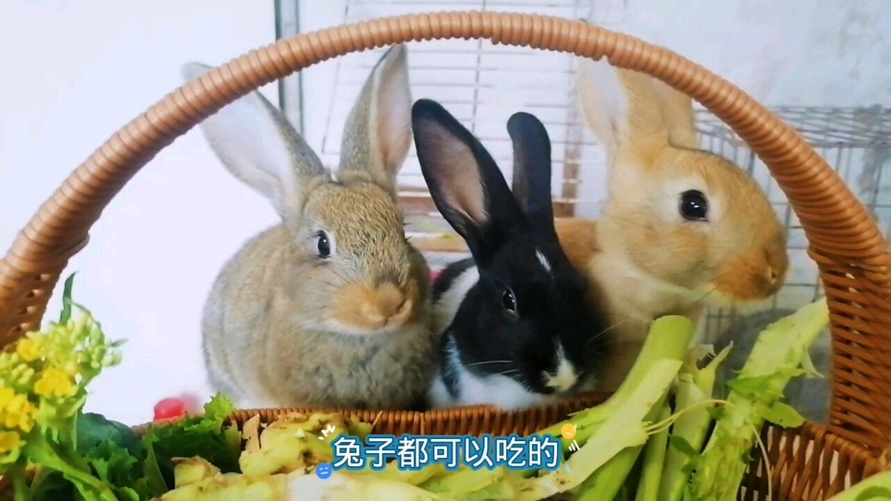兔子可以吃什么食物?养兔和养猪差不多,看我家的兔子吃些什么_高清1080P在线观看平台_腾讯视频