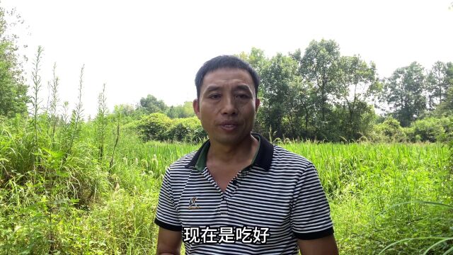 花几十个W在深山建生态农场,养土鸡土鸭黑山羊和土猪,大家觉得有前途吗?