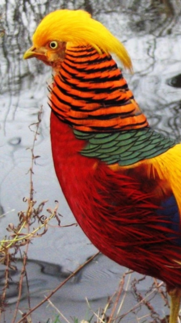 爬山碰到红腹锦鸡,见者好运