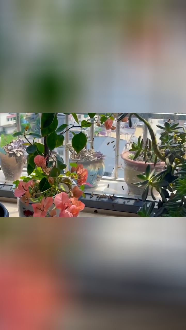 女子阳台种蜜蜂兰引来成群蜜蜂:正好是在花期