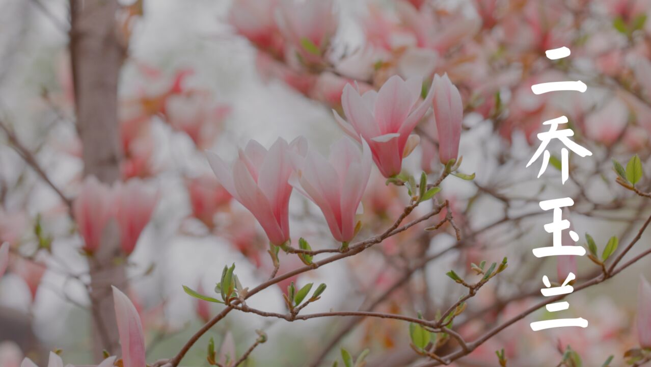 京城独一处,潭柘寺二乔玉兰花开百年貌美如初