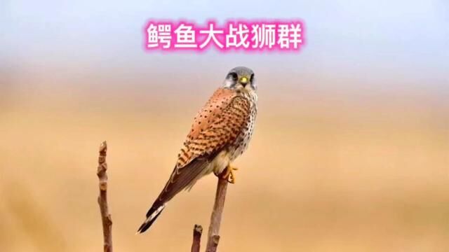 鳄鱼大战狮群,狮子能否以多取胜?#动物世界 #狮子 #鳄鱼 #野生动物零距离