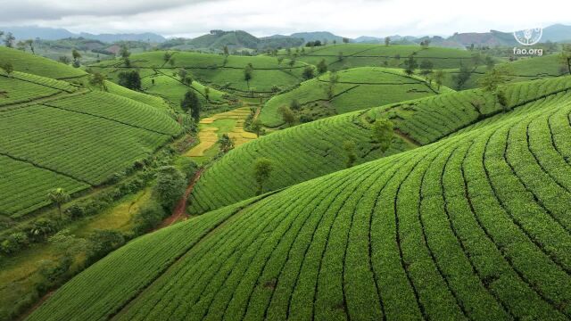 联合国粮农组织2023年世界粮食日宣传视频