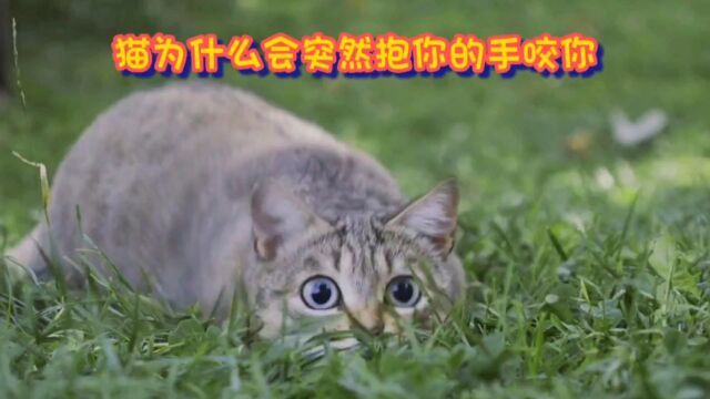 猫为什么会突然抱着你的手咬你