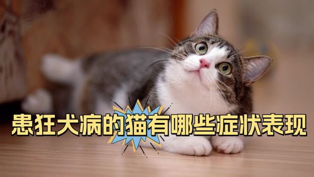 患狂犬病的猫的症状,你都知道哪些?