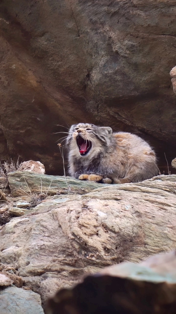 呆萌的兔狲打哈欠,在贫瘠的岩石中休息,晨昏时活动和猎食,食物缺乏时