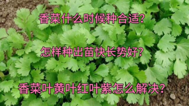 香菜什么时候种合适?怎样种出苗快?香菜叶黄叶红叶紫怎么解决?