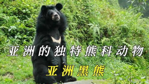 亚洲黑熊：黑色巨熊的独特生活习性