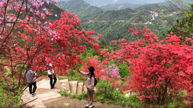 “云上岳西 康养福地,走进现场看发展”主题活动——岳西天峡映山红