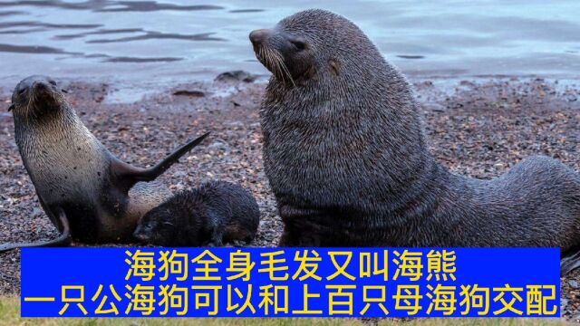 公海狗和母海狗是怎么交配繁殖的?看完你就知道了