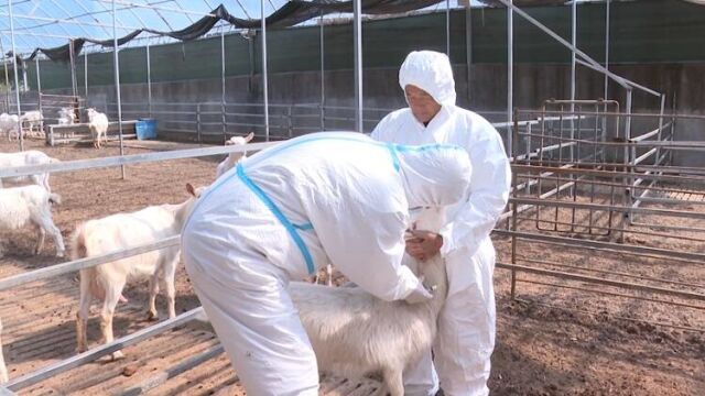 威海文登:打好春季防疫针 筑牢畜牧防疫“安全网”