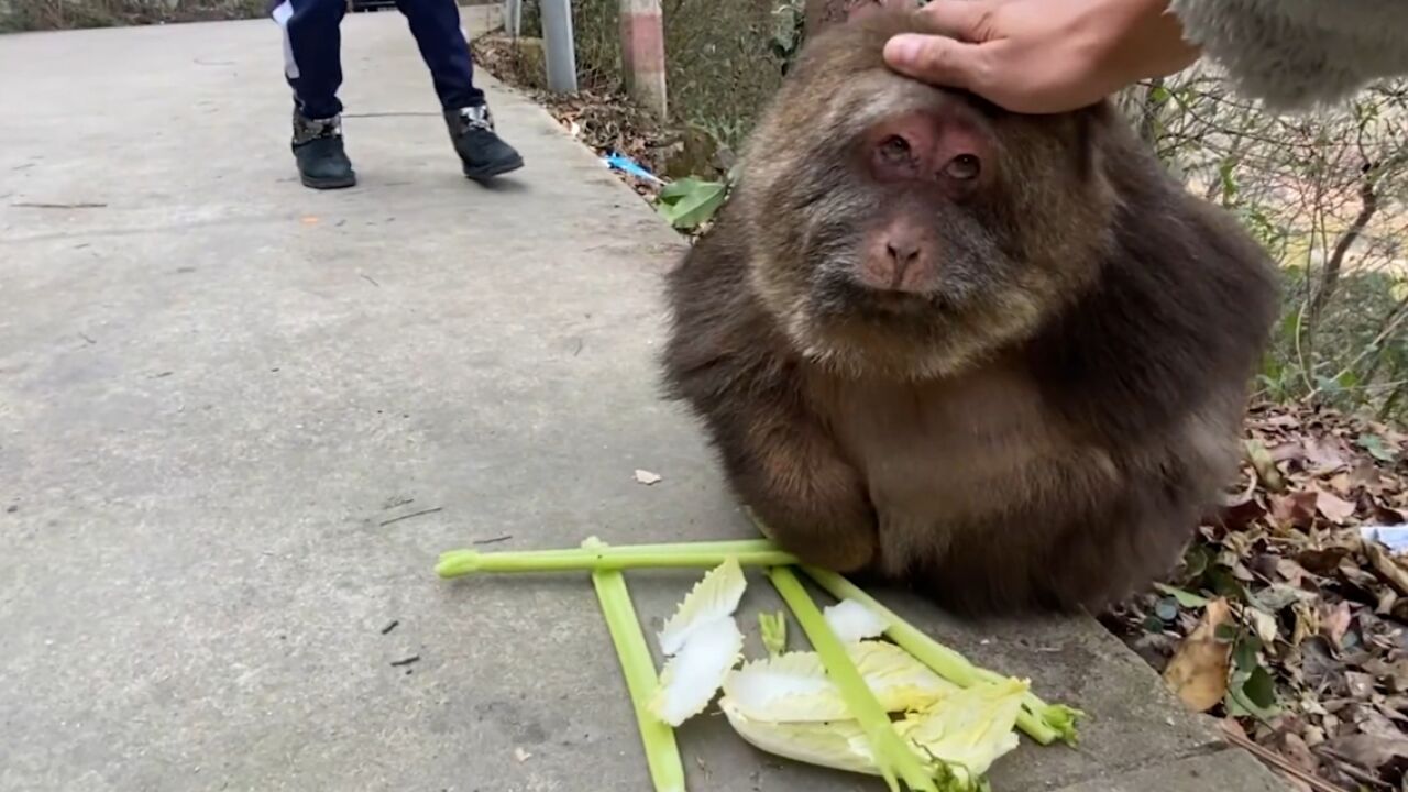 一只有洁癖的独臂猴，冯椿！85岁师太收养十几年_高清