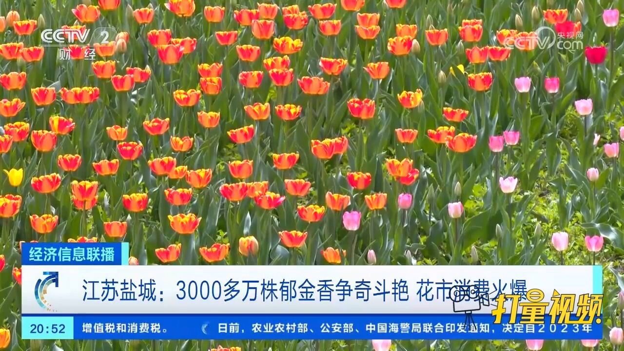 江苏盐城:3000多万株郁金香争奇斗艳,花市消费火爆